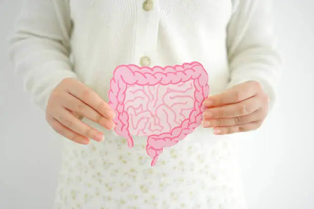 Best Gut Health Supplements for Better Digestion, Immunity, and Energy