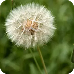 dandelion