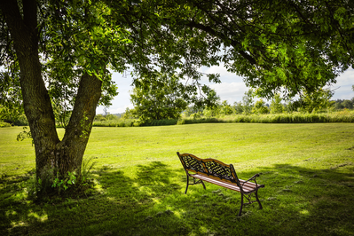 bench in shade under tree