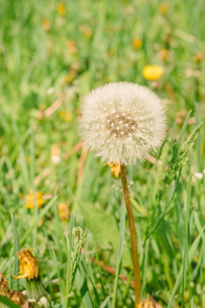 dandelion